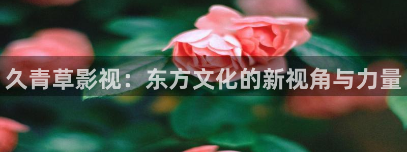 窝窝网影视