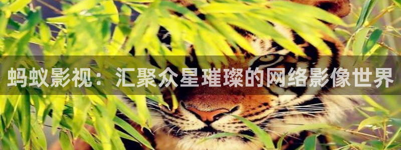 窝窝影院在线播放免费看电视剧大全