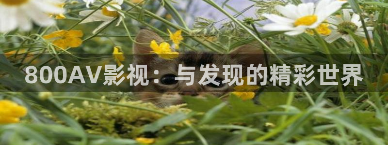 窝窝网 电视剧全集在线观看